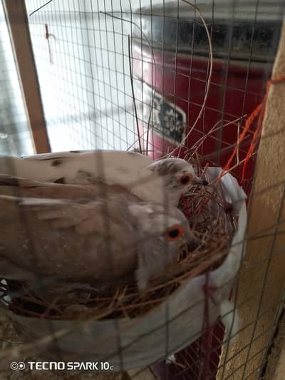 Doves pair