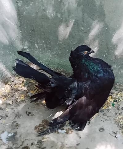 Indian fantail and Lucky pigeon pairs for sale 03331664082