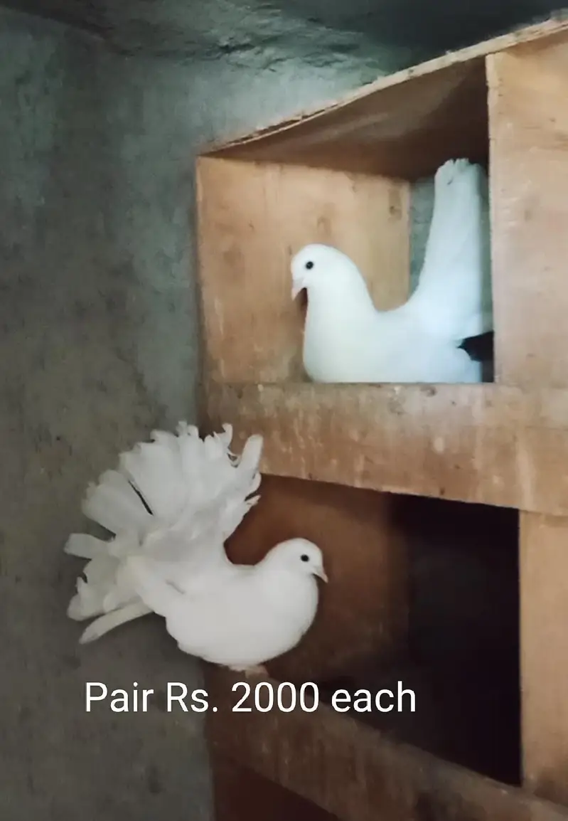 Indian fantail and Lucky pigeon pairs for sale 03331664082 — photo 2