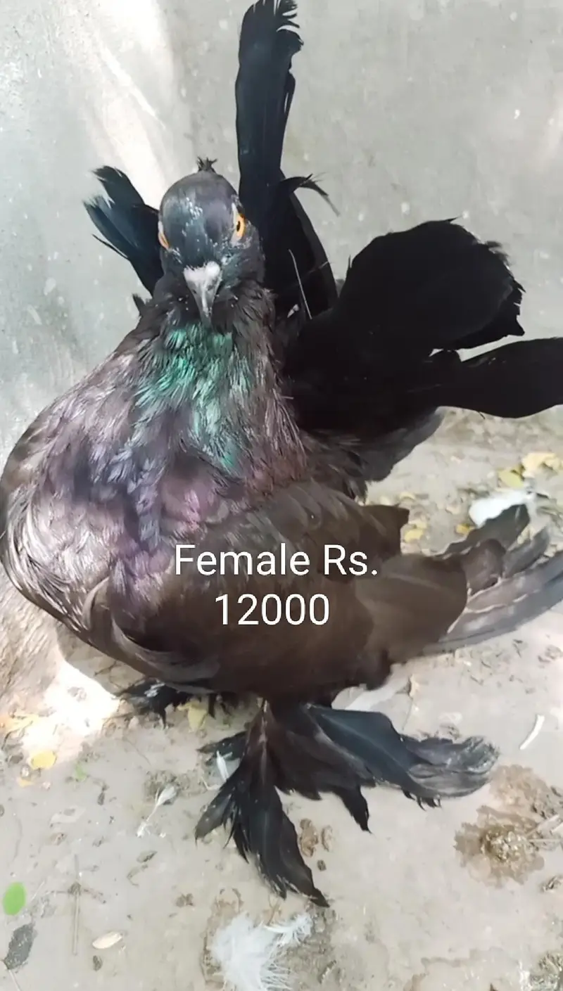 Indian fantail and Lucky pigeon pairs for sale 03331664082 — photo 4