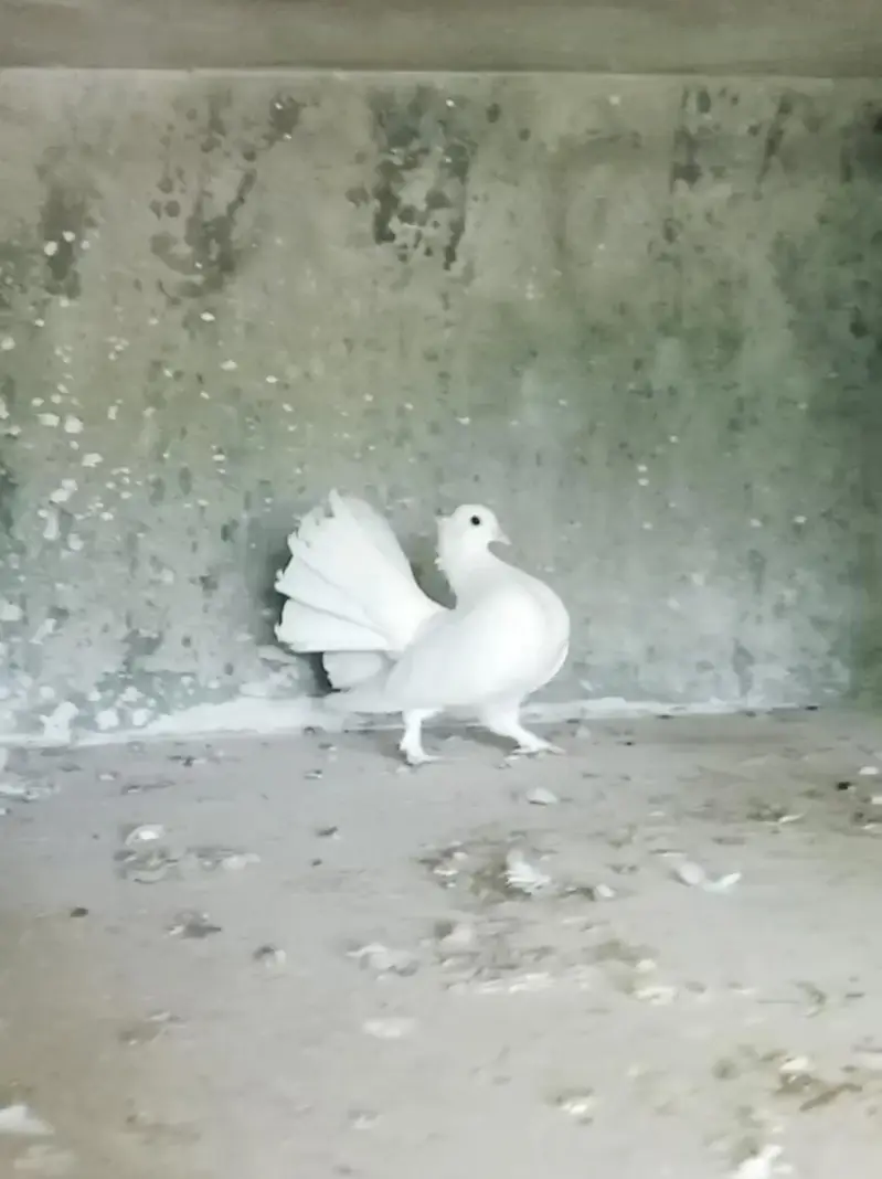 Indian fantail and Lucky pigeon pairs for sale 03331664082 — photo 5