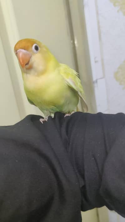 Hand Tamed Love Bird Bite Free Freindly To Kids