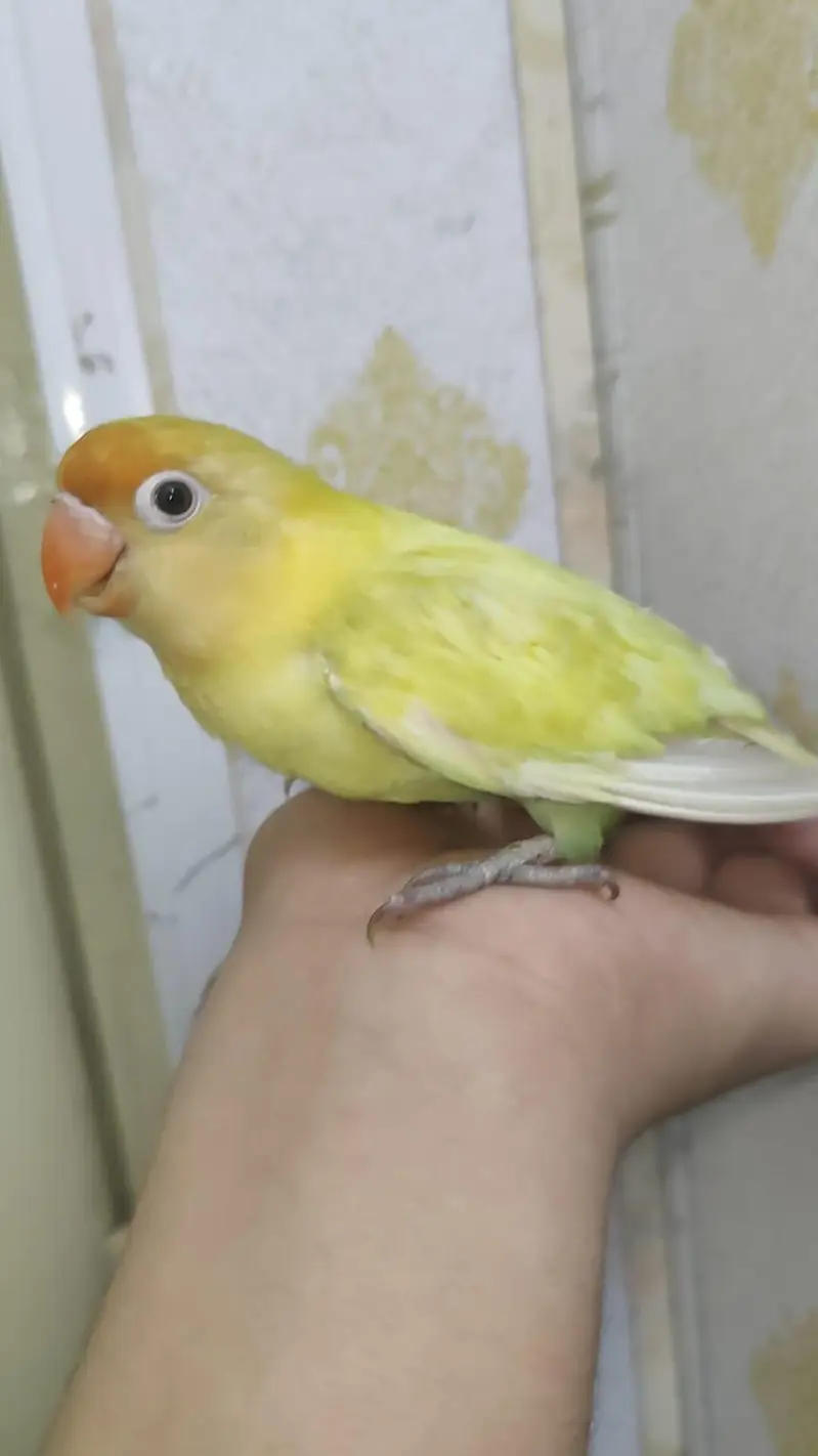Hand Tamed Love Bird Bite Free Freindly To Kids — photo 3