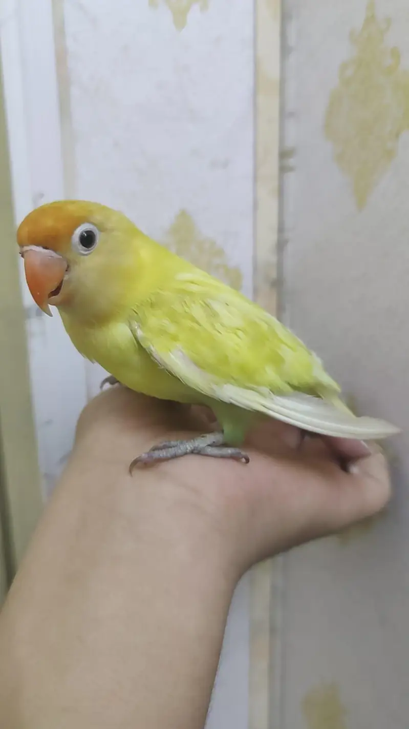Hand Tamed Love Bird Bite Free Freindly To Kids — photo 4