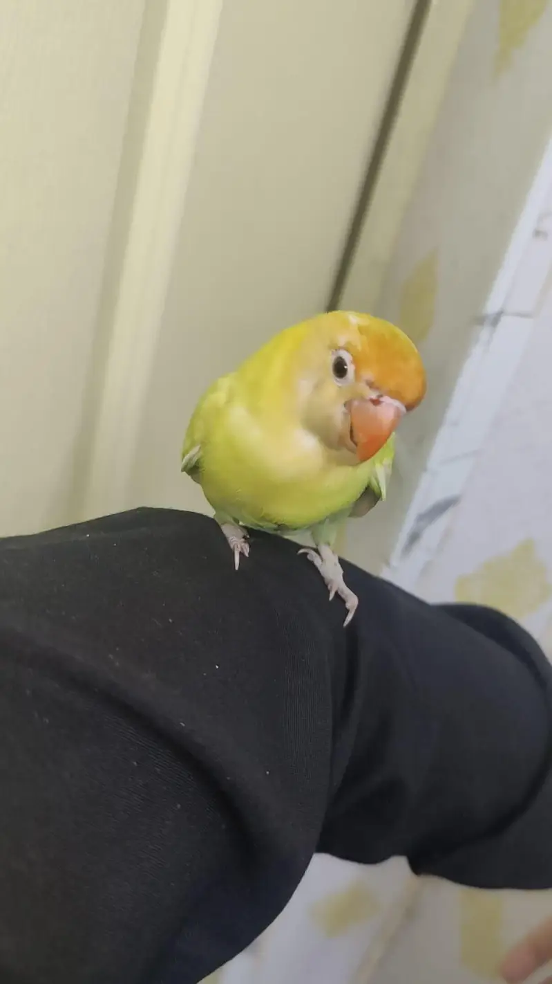 Hand Tamed Love Bird Bite Free Freindly To Kids — photo 5