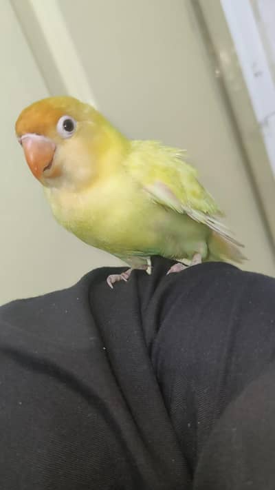 Hand Tamed Love Bird Bite Free Freindly To Kids