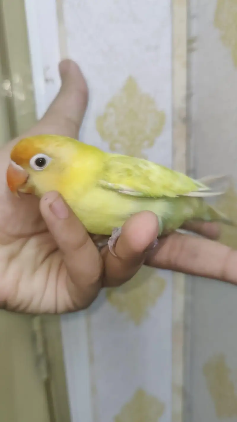 Hand Tamed Love Bird Bite Free Freindly To Kids — photo 6