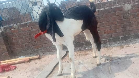 khoonsurt Dabba Bakra For Sale