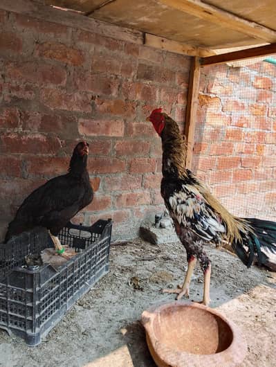 Aseel Pair For Sale