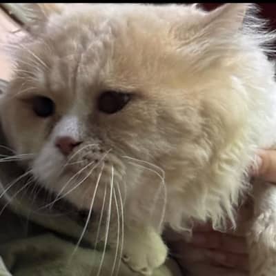 persian punch face cat for sale