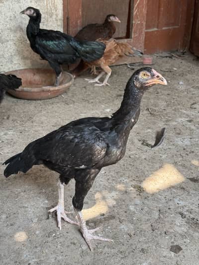 26 Murgia or Murga Available hai