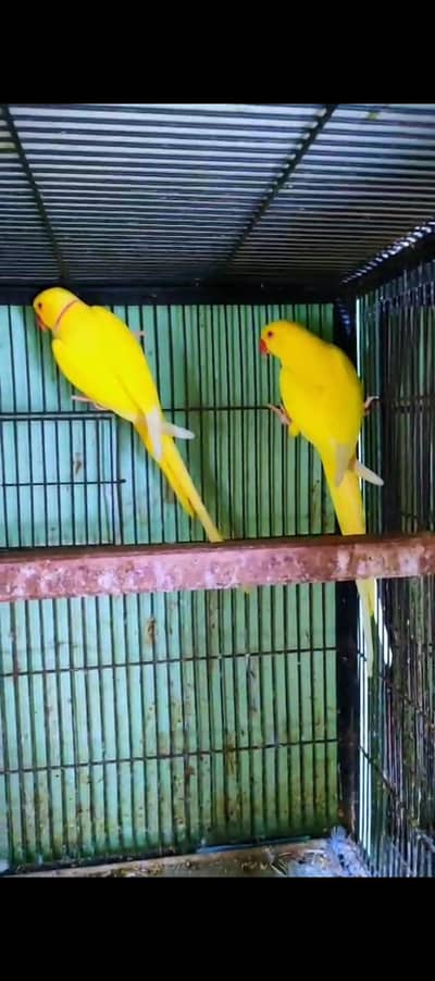yellow Ringneck Breader Pair Top Quality