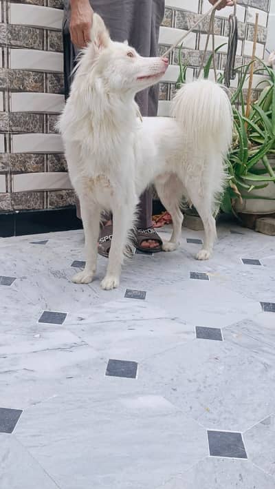 Russain Dog for sale