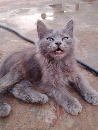 kitten for sale | litr train | Persian cat
