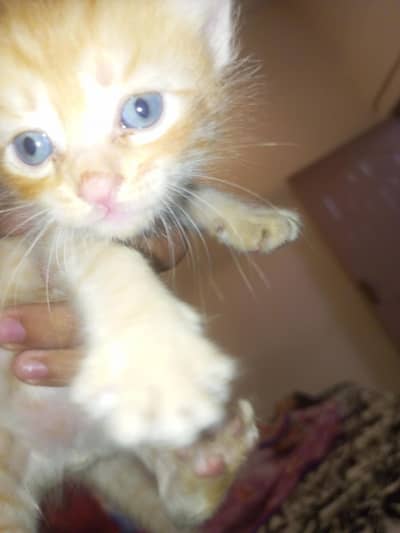 HE IS ORANGE TABBY (GINGER) CAT