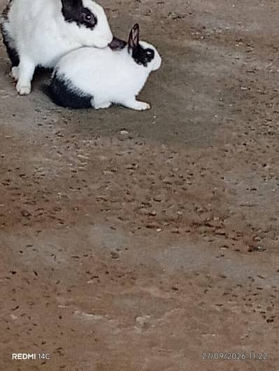 rabbit sale