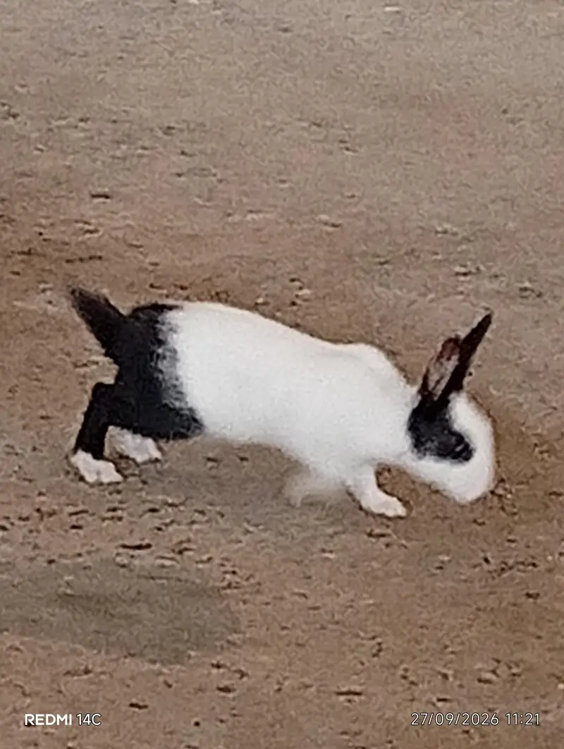 rabbit sale — photo 2
