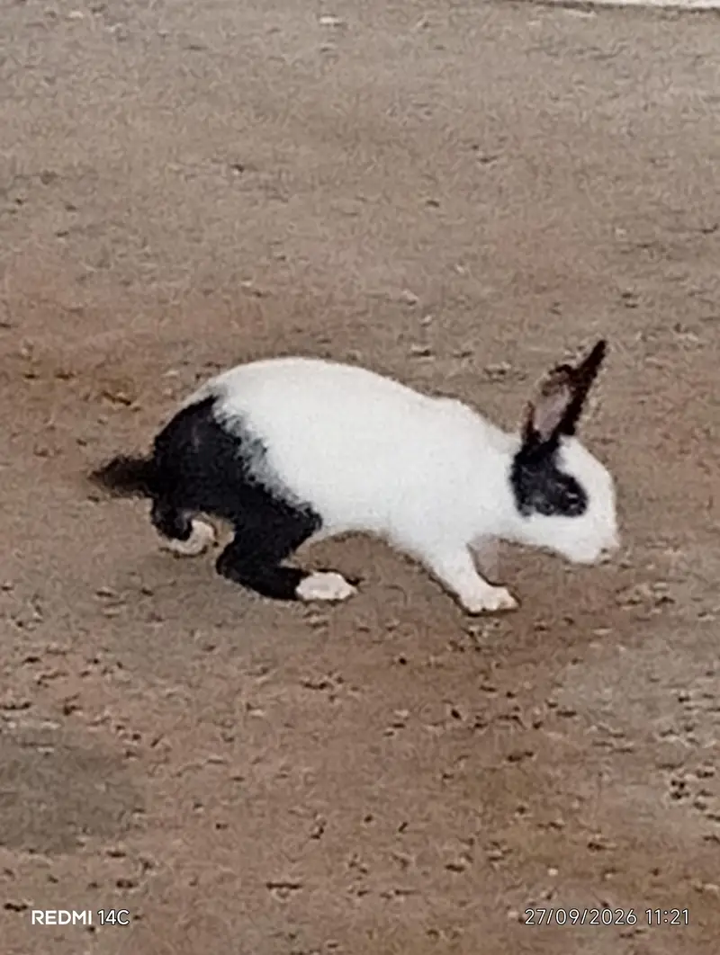 rabbit sale — photo 3