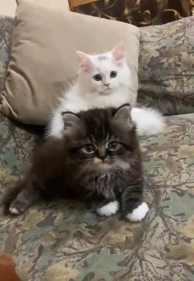Persian kittens| Triple Coated |Punch Face _whatsap 03023336605