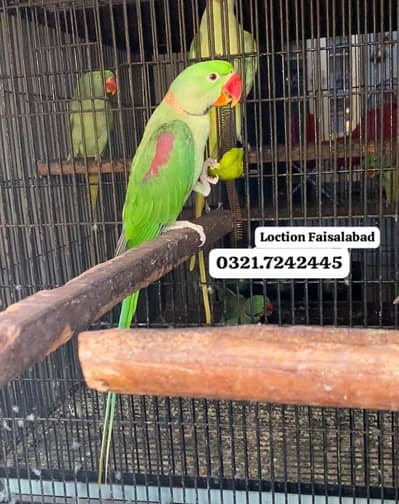 Jambo size raw male