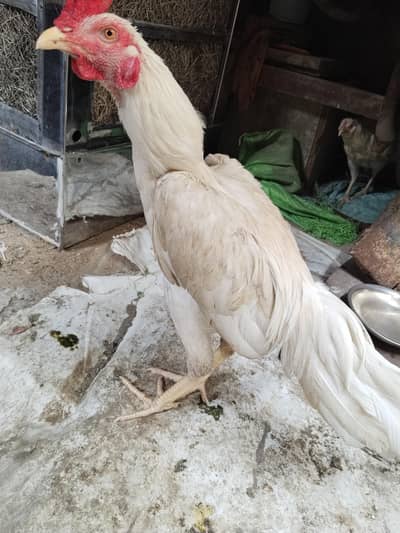 Heera Murga or Murgi for sale