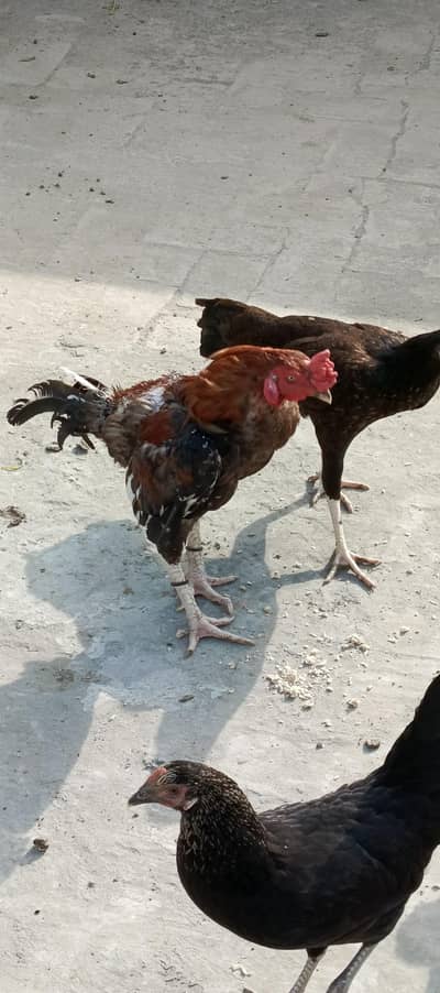 Mianwali aseel pair