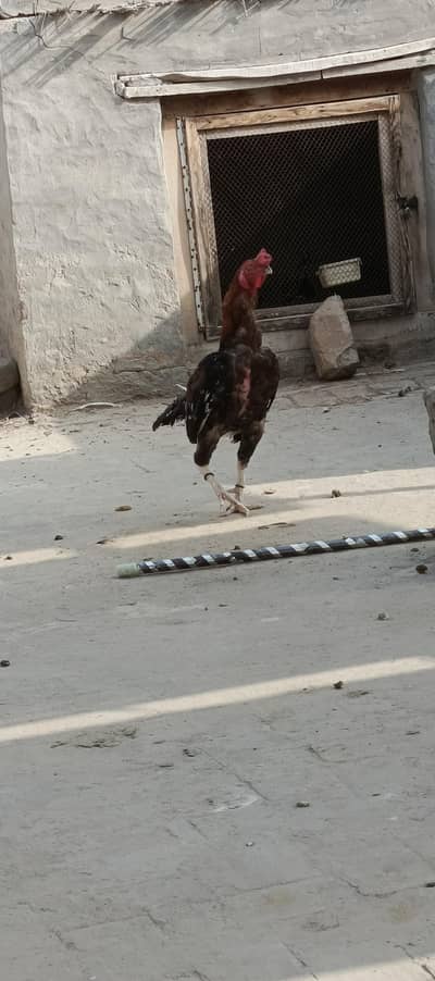 Mianwali aseel pair