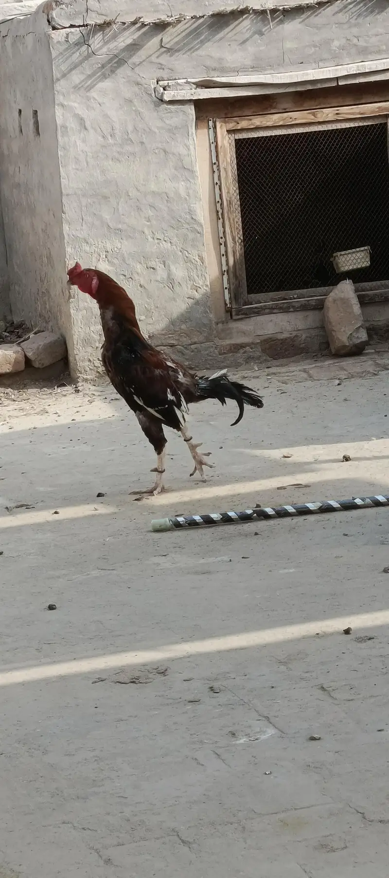 Mianwali aseel pair — photo 2