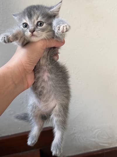 kitten for adoption
