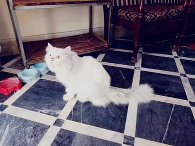 triple coat white male  Persian cat .