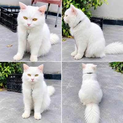 Beautiful White Long Hair Female Cat for Sale | 35000