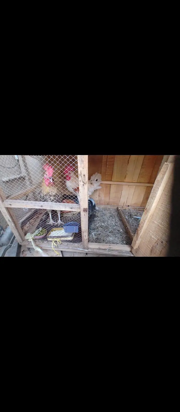 Big Size Cage with Tray 6k price final Only msg on whatsap 03321647163 — photo 7