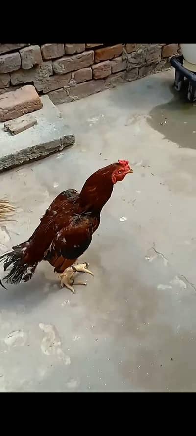 Pure Mianwali Aseel King