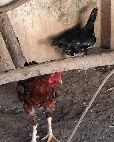 Aseel pair