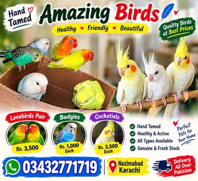 Hand tame small birds available