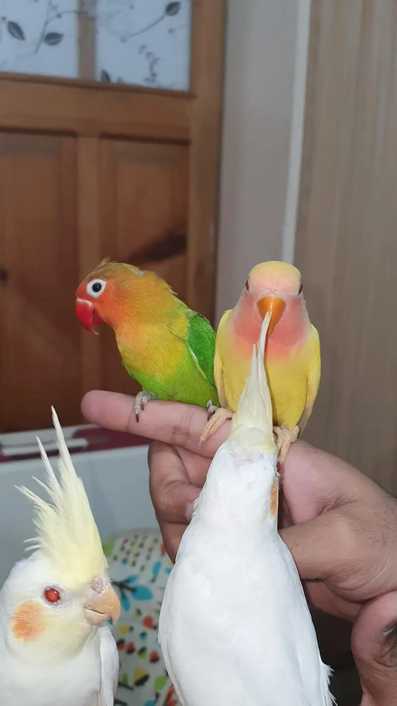 Hand tame small birds available — photo 4