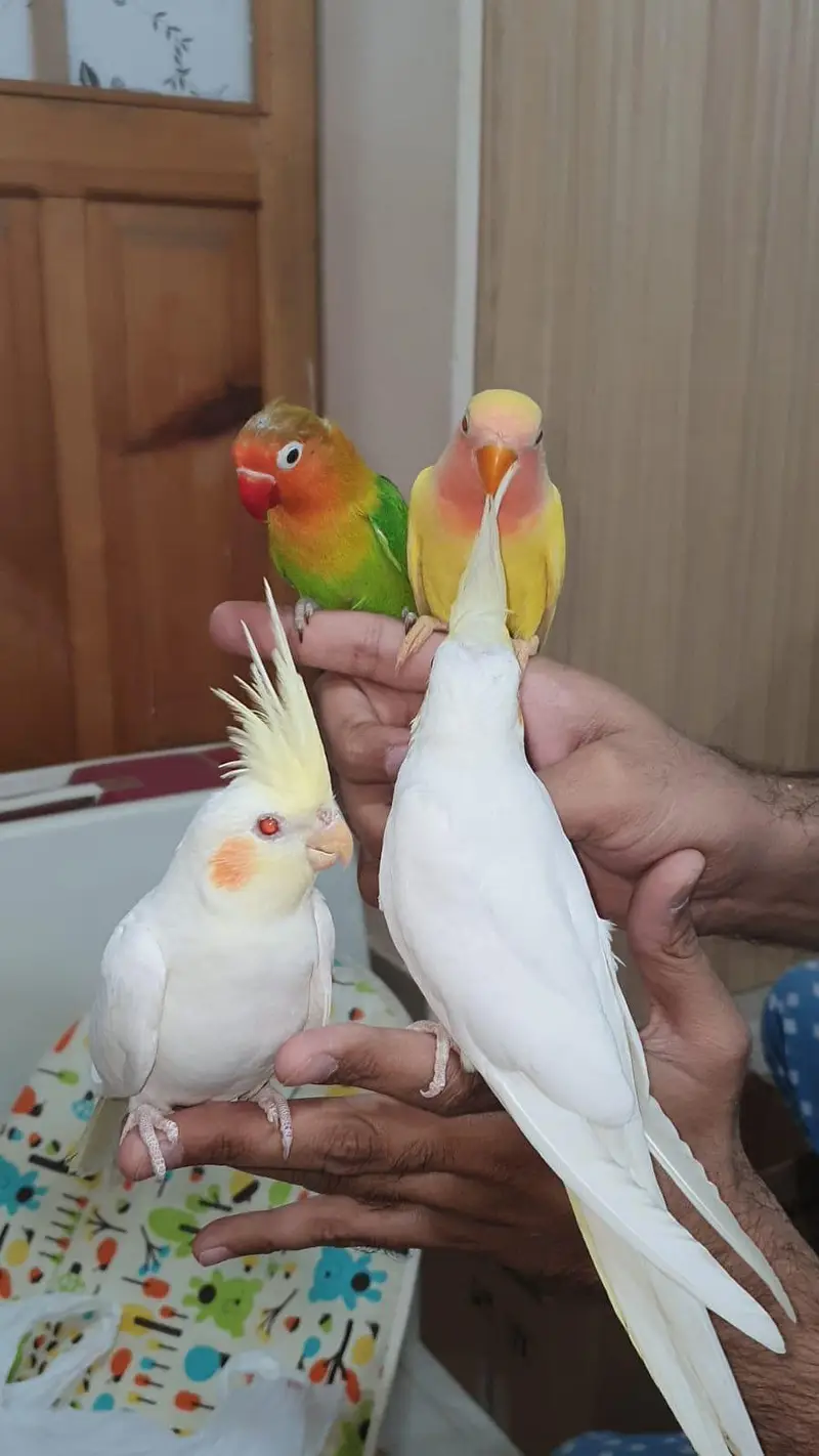 Hand tame small birds available — photo 5
