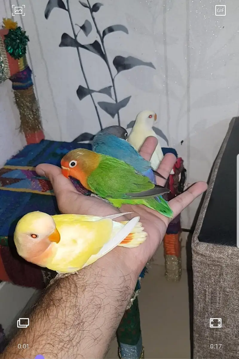 Hand tame small birds available — photo 6