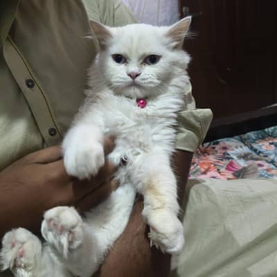 Persian female cat for sale