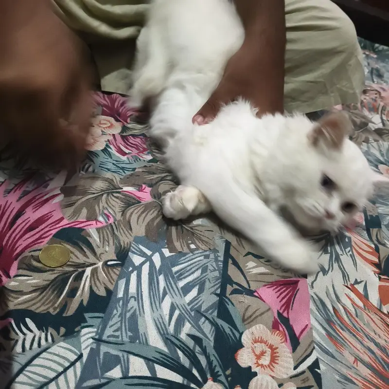 Persian female cat for sale — photo 2