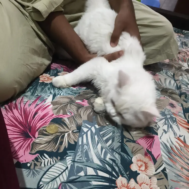 Persian female cat for sale — photo 3