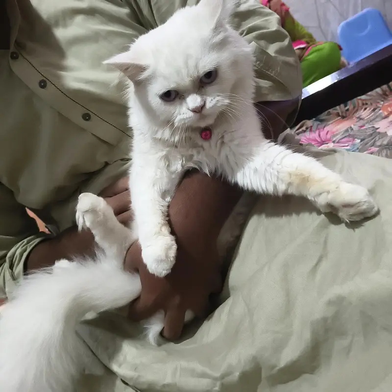 Persian female cat for sale — photo 4