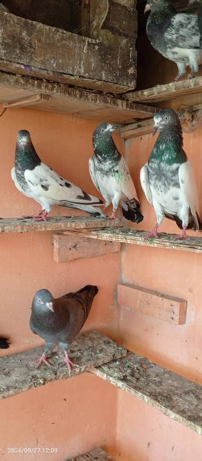 breedar pigeons 5 pair