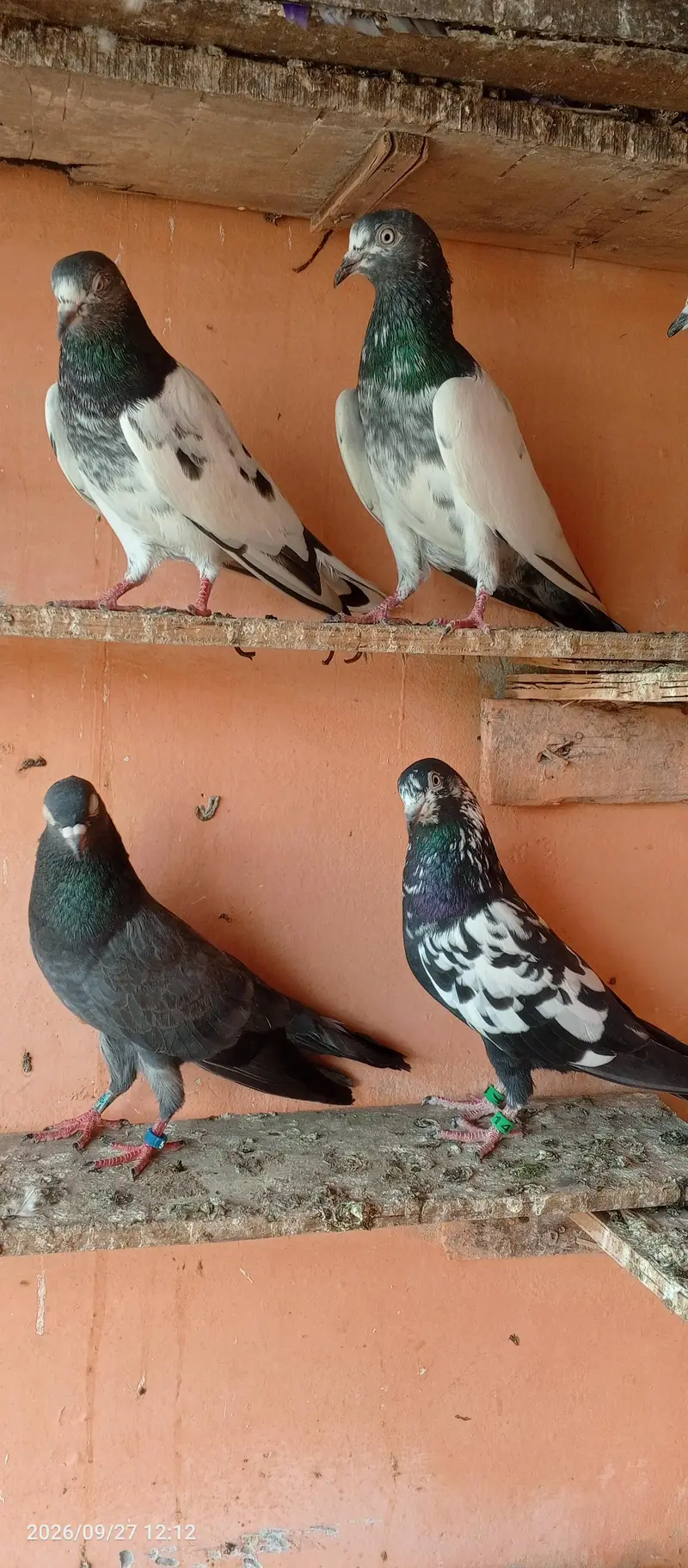 breedar pigeons 5 pair — photo 2