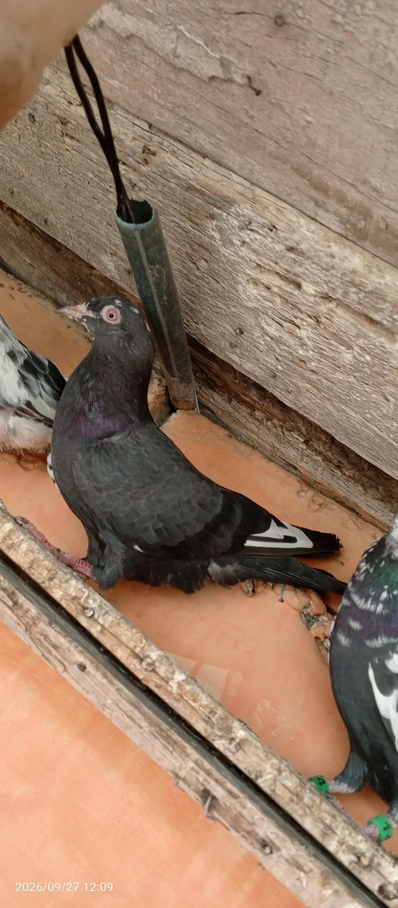 breedar pigeons 5 pair — photo 3