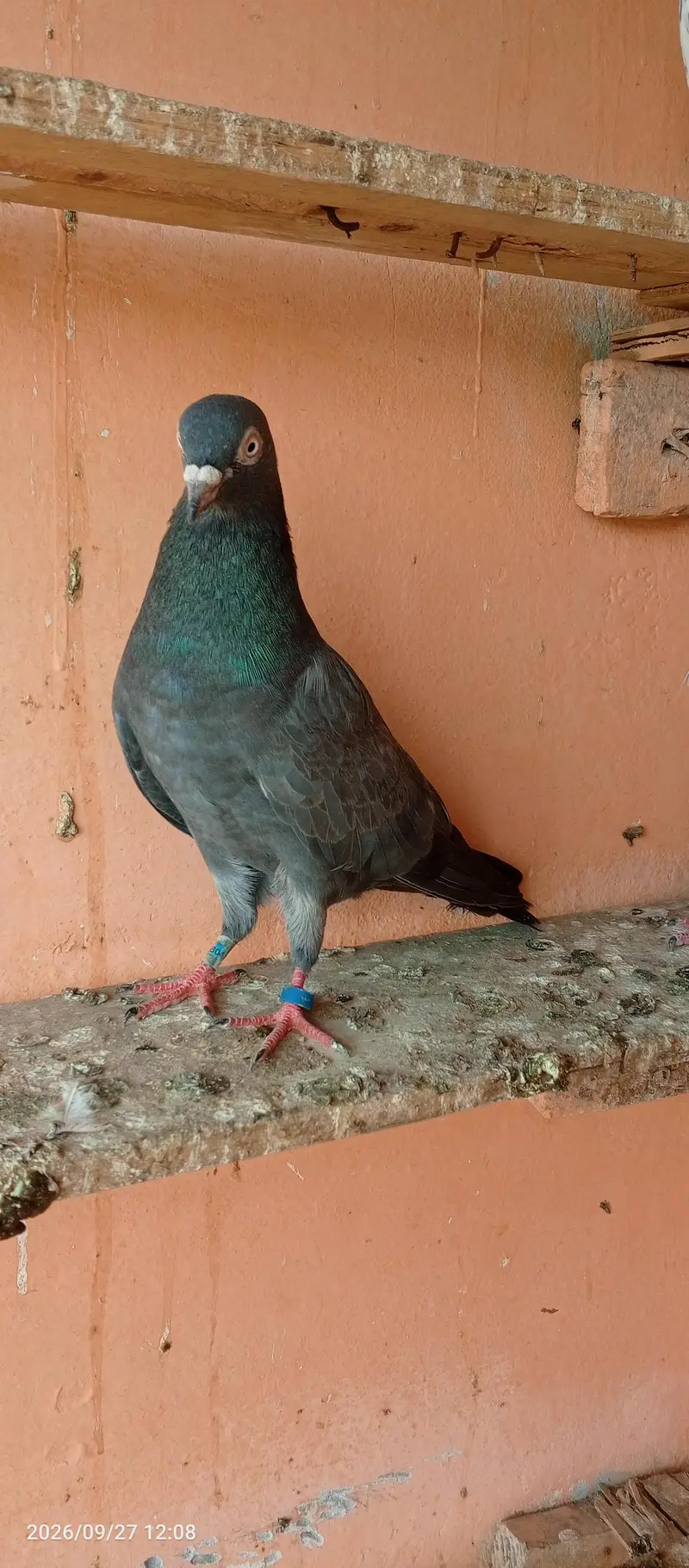 breedar pigeons 5 pair — photo 4