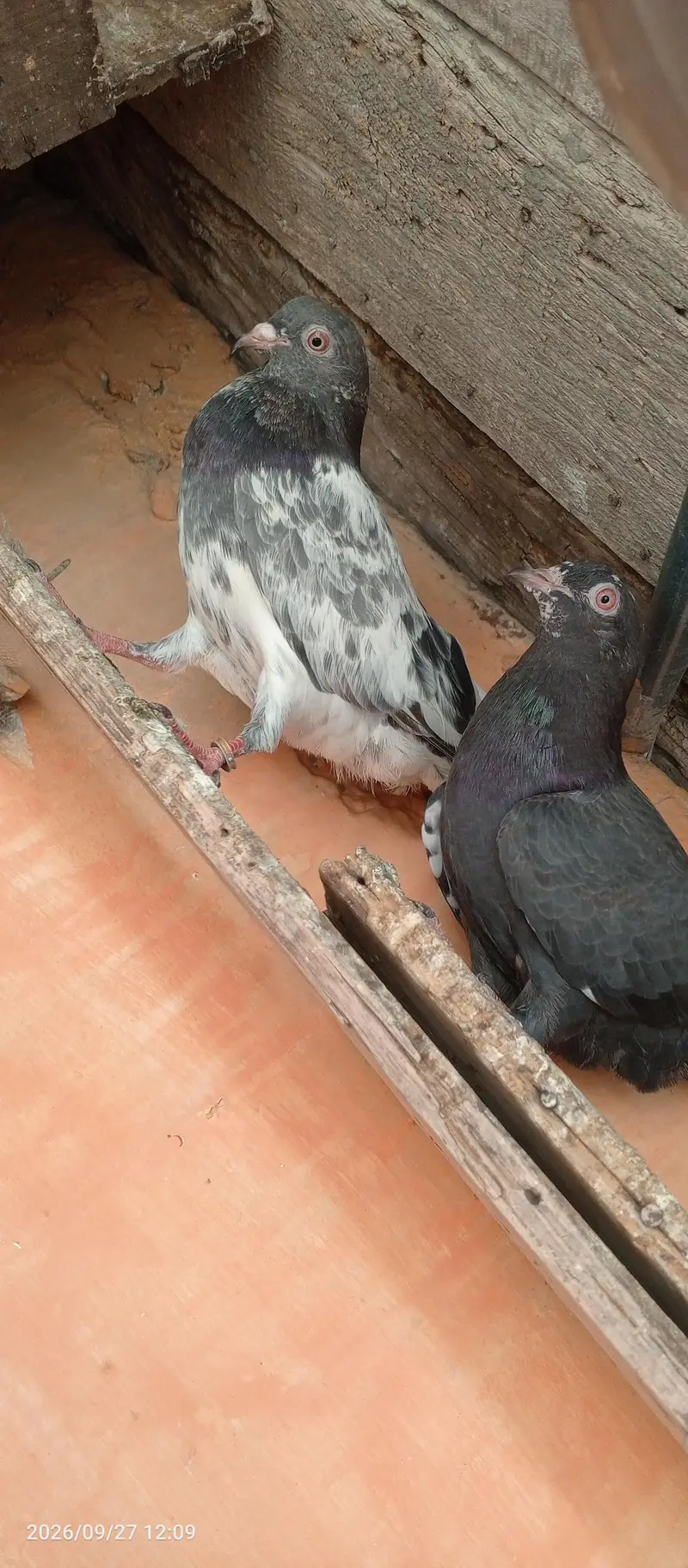 breedar pigeons 5 pair — photo 5