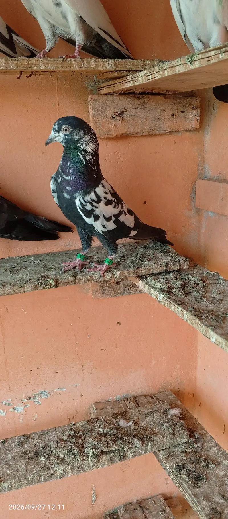 breedar pigeons 5 pair — photo 6