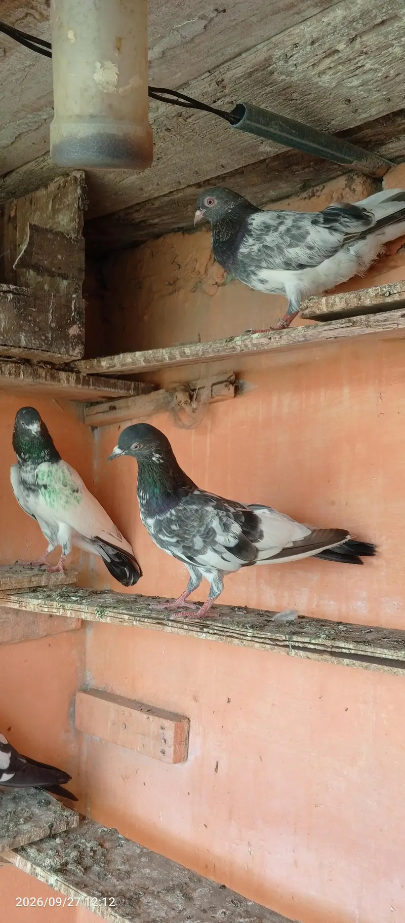 breedar pigeons 5 pair — photo 7