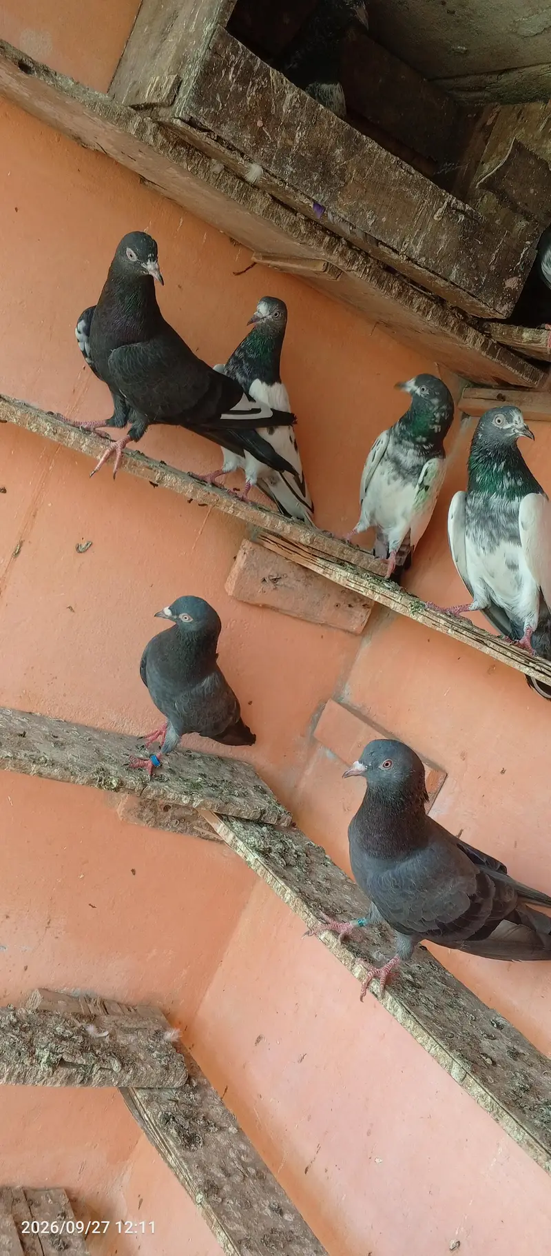 breedar pigeons 5 pair — photo 8